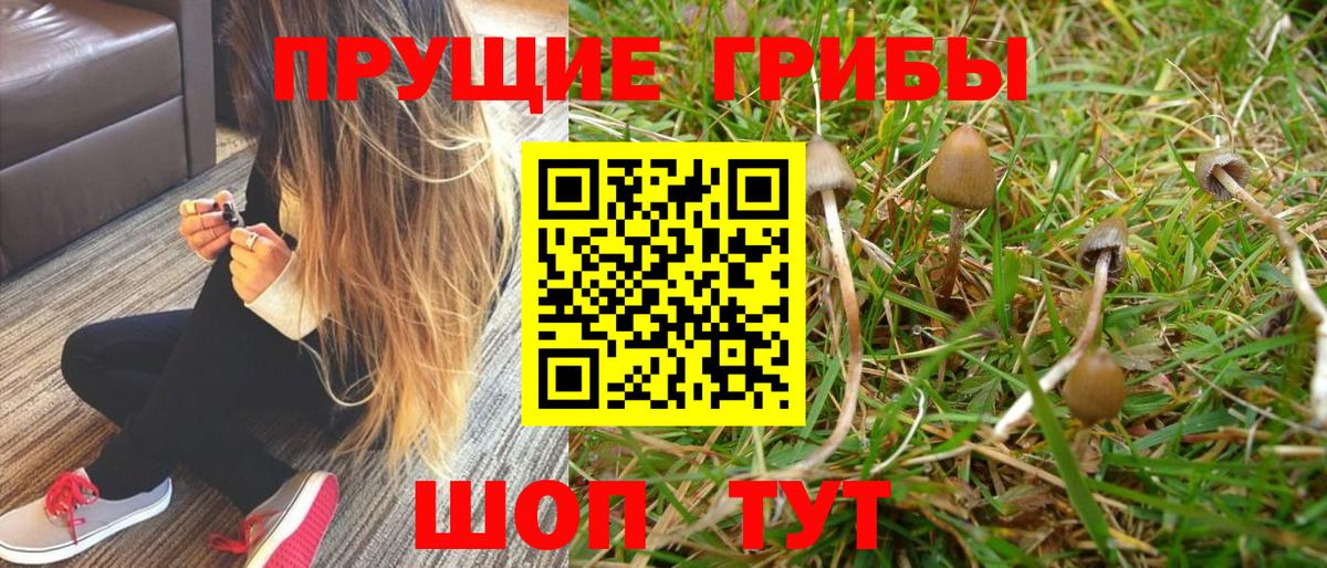 Псилоцибиновые грибы GOLDEN TEACHER Усолье-Сибирское